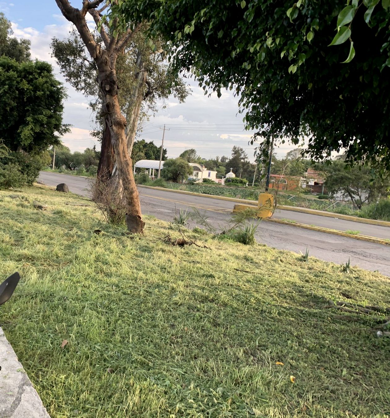 Césped recién cortado bajo árbol