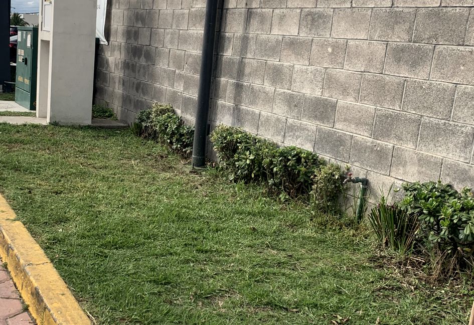 Arbustos y césped perfilado junto a muro