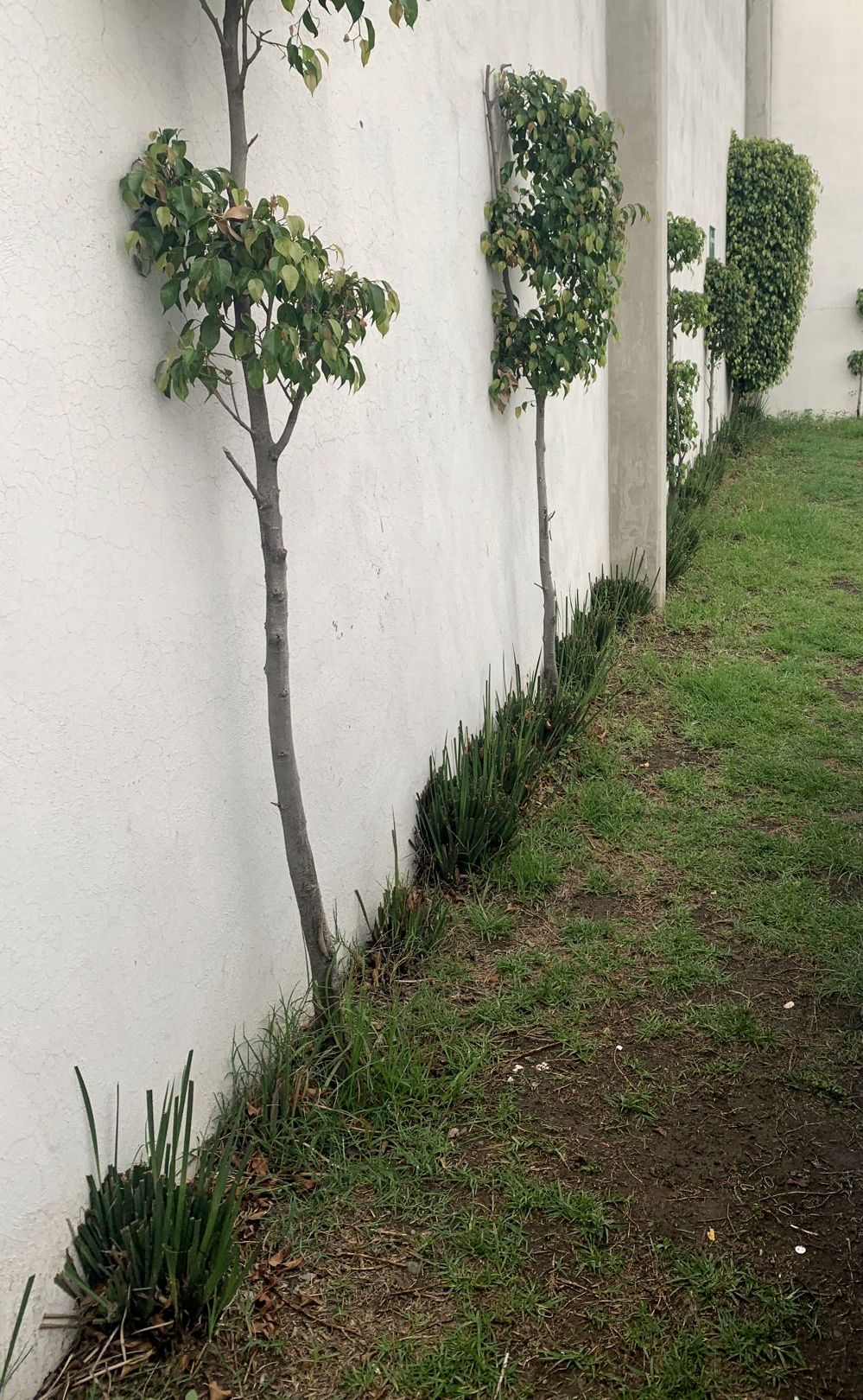 Árboles en espaldera junto a muro